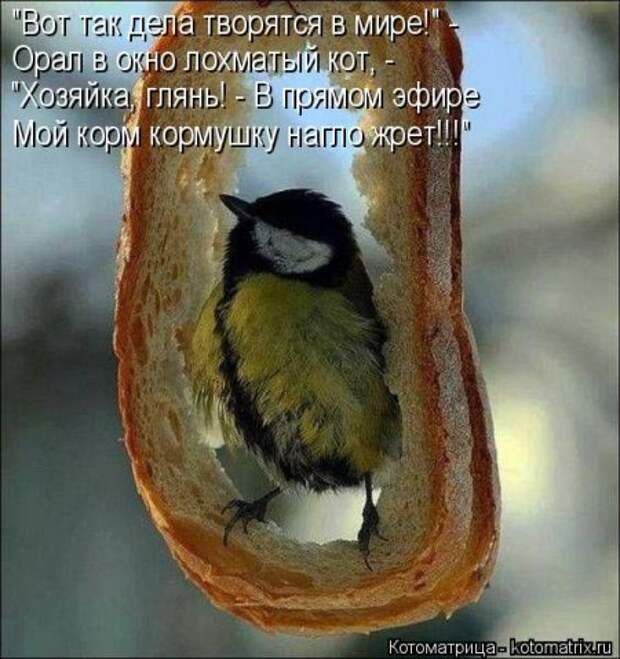Котоматрицы, животные приколы.