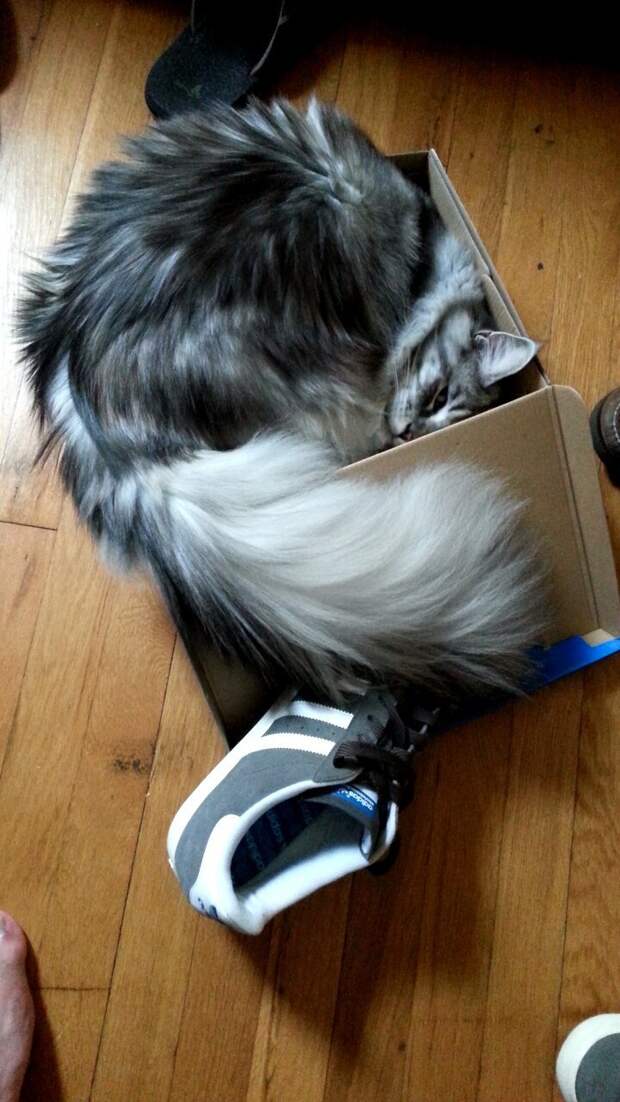 кошка в коробке
