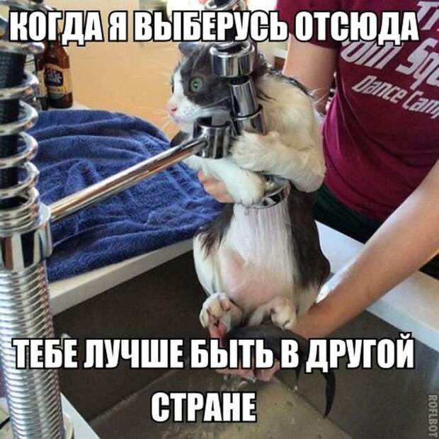 Смешные картинки с подписями катинки, прикол, юмор