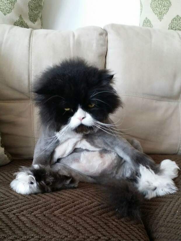 кошка после стрижки