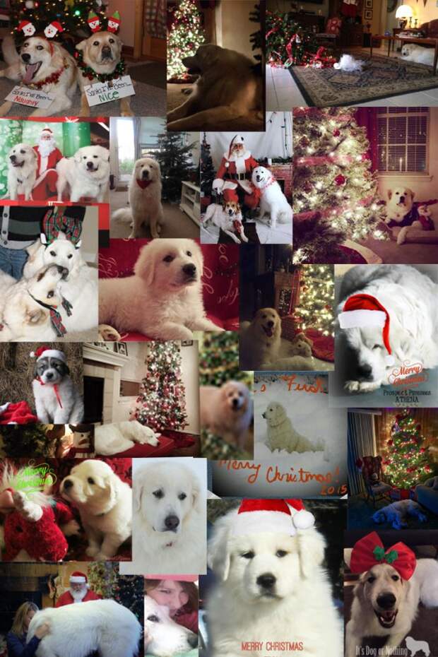 A collage of beautiful Great Pyrenees Christmas/holiday themed photos!
