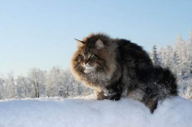 Сибирский царь котов Сибирский царь котов