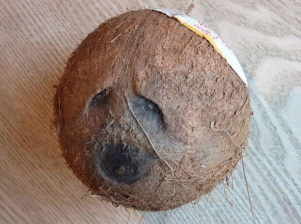 забавный кокос