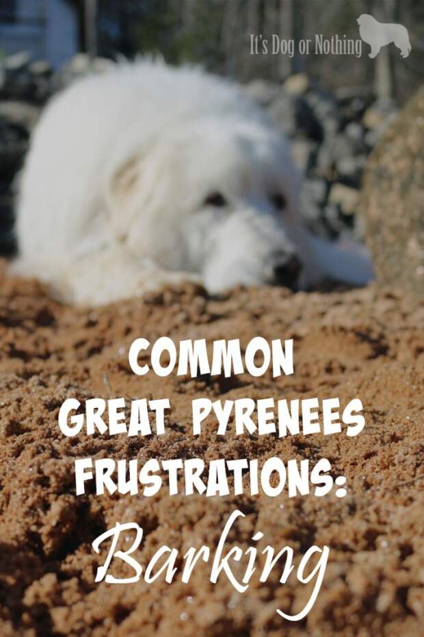 There are many reasons why Great Pyrenees are surrendered to rescue, but one very common reason is because Great Pyrenees bark more than most dogs.