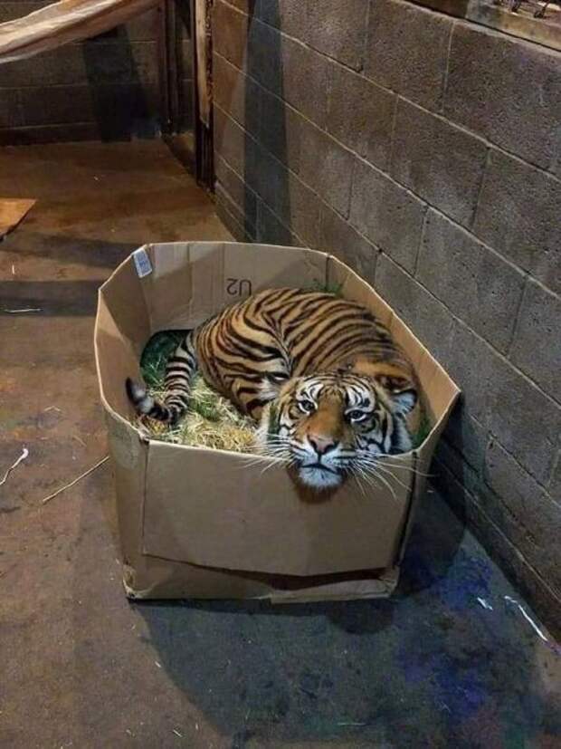 Милота же