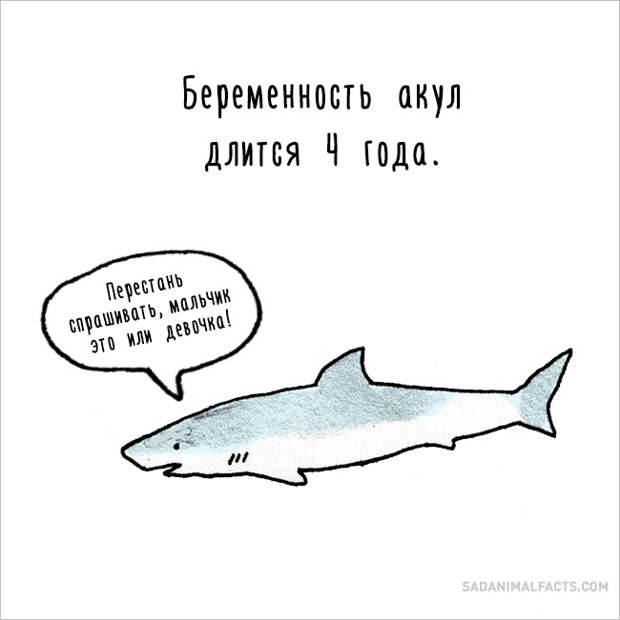 печальные факты о животных 