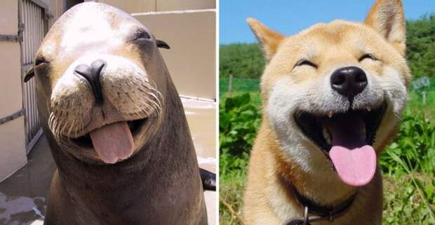 20 фото, которые окончательно убедят вас в том, что тюлени — это очаровательные морские щенки!