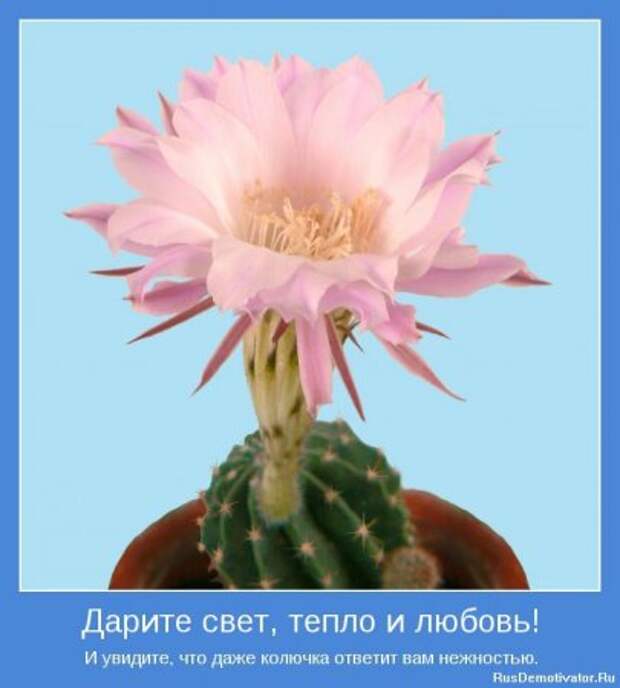 Картинки мотиваторы интересные цитаты.