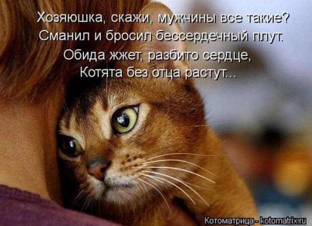 Котоматрицы (картинки с надписями)