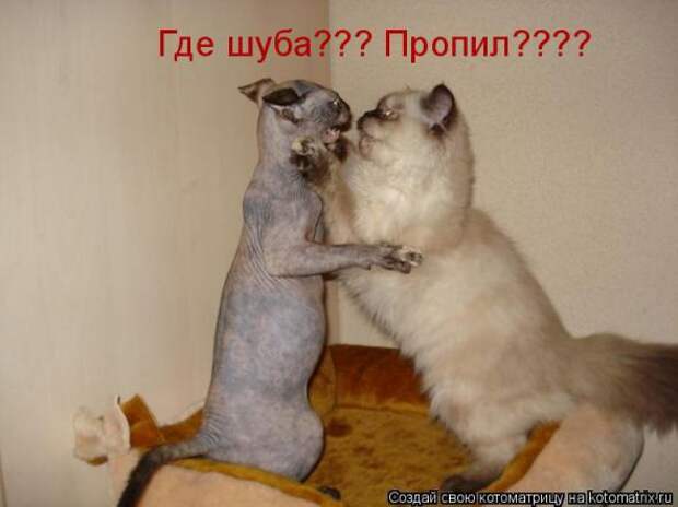 Подборка прикольных котоматриц