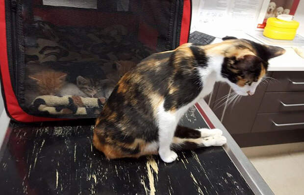 paralyzed-cat-mother-kittens-princess-4