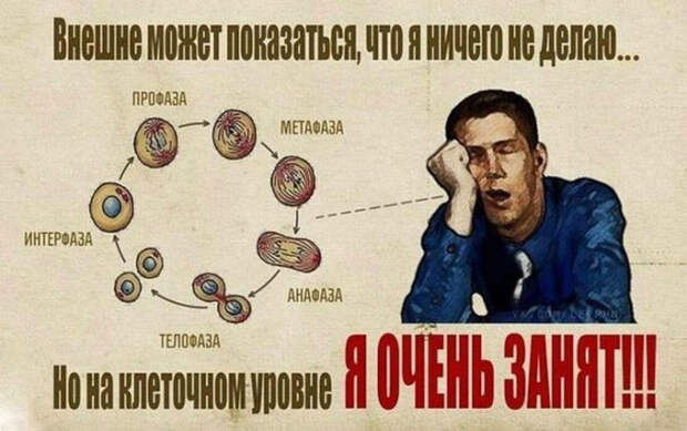 Пятничная подборка приколов Анекдоты, коты, юмор