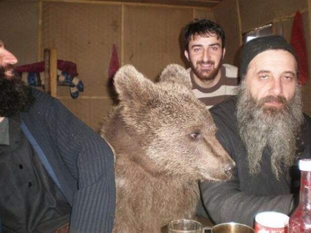 Прикольные фотографии медведей Прикольные фотографии медведей