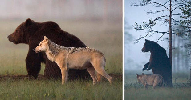 Суровая дружба бурого медведя и волчицы, в которую сложно поверить волк, дружба, животные, медведь