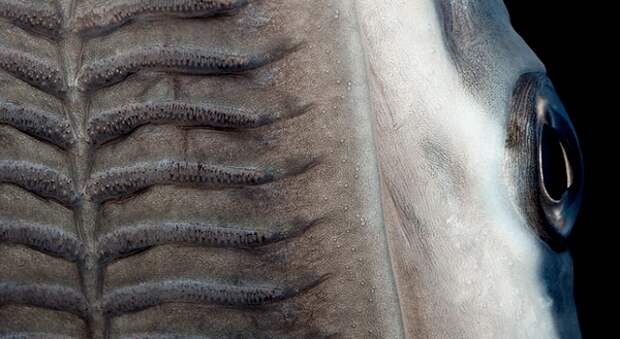 remora8
