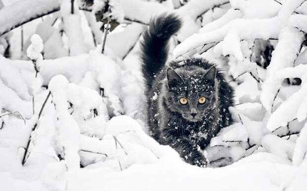 cat-fluffy-branches-snow-hunting-3840x2400