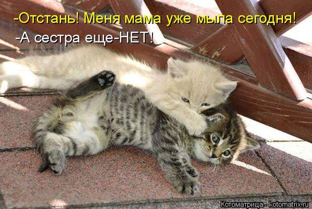 Котоматрица: -Отстань! Меня мама уже мыла сегодня! -А сестра еще-НЕТ!