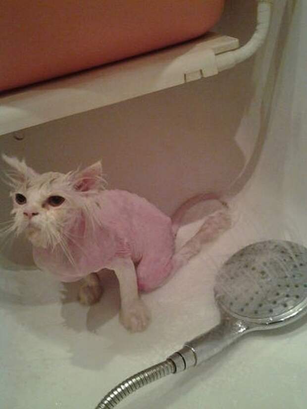 Вторая жизнь  кота, найденного под окнами дома