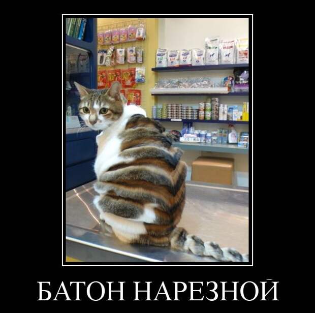 Подборка демотиваторов  демотиватор, юмор