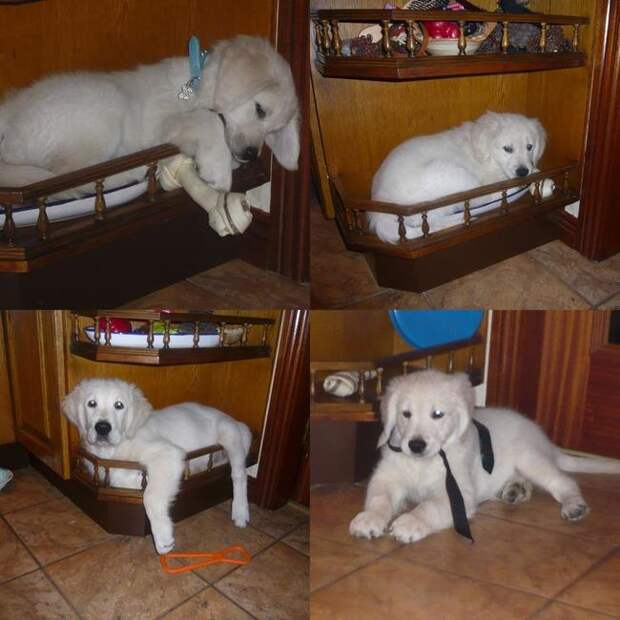 собаки сидят где хотят 