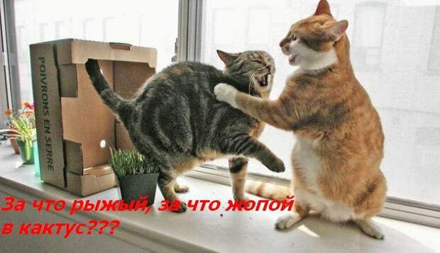 Жизнь кошачья :) (39 фото)