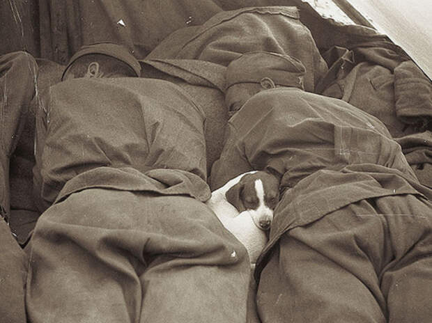 Щенок спит между российскими солдатами (1945) Щенок спит между российскими солдатами (1945) история, ретро, фото
