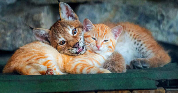 В Новосибирском зоопарке кошка стала приёмной матерью для маленького рысенка, который намного больше нее самой