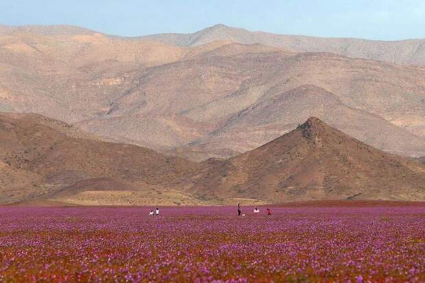 цветы в пустыне Атакама, в пустыне Атакама расцвели цветы, что будет если в пустыне пойдет дождь