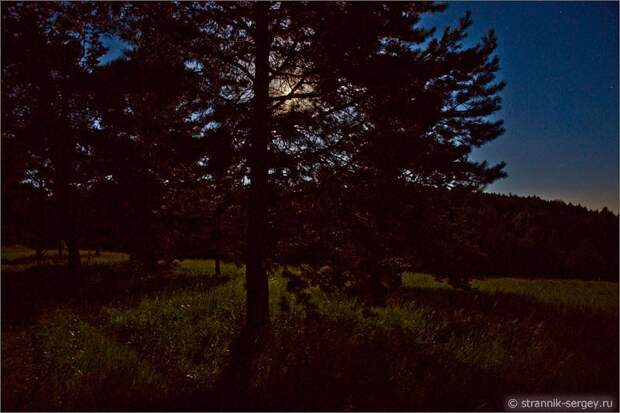 Лунная ночь полнолуние дерево сосна в поле 