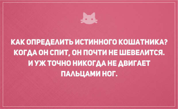 открытки о том, что без кота и жизнь не та (4)