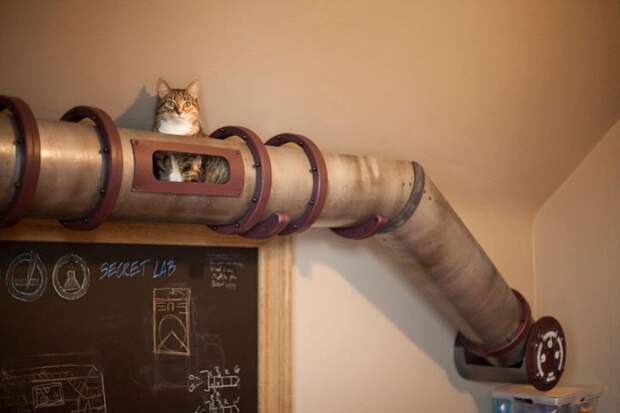Кошачья система туннелей
