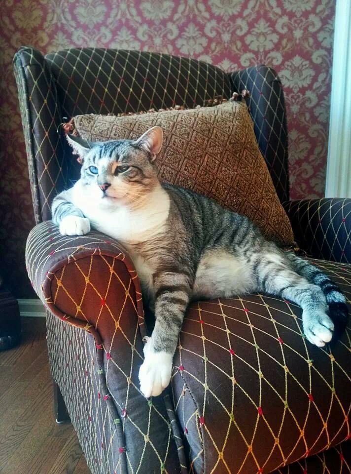 коты модели (8)