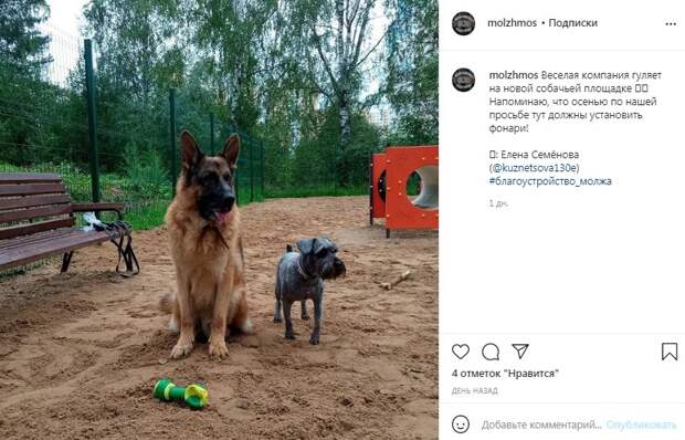 Фото дня: разнокалиберная четвероногая компания на Синявинской