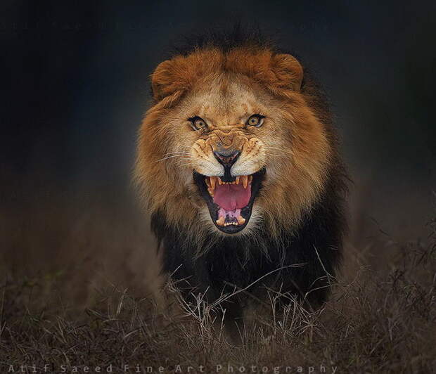 Агрессия льва в фотографии Atif Saeed