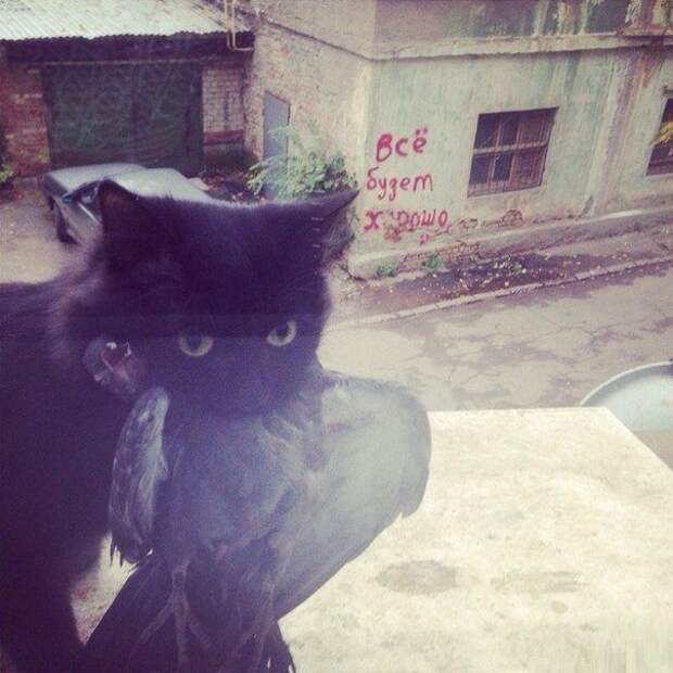 Боевые Коты... разное, животные