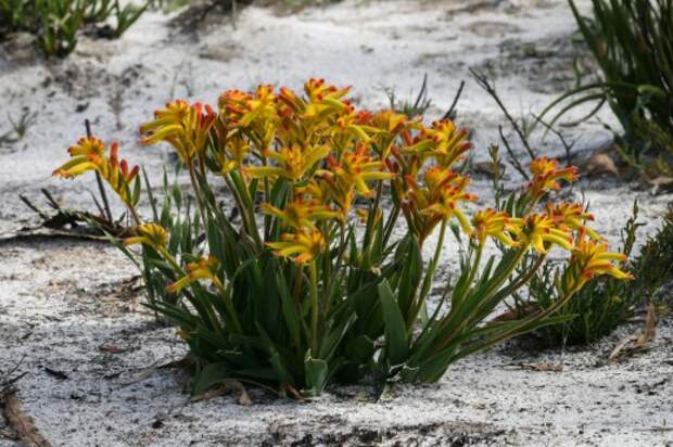 Анигозантос приземистый (Anigozanthos humilis)