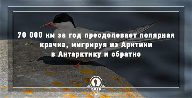 Интересные факты о нашей планете