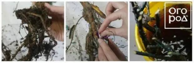 замачивание саженцев роз