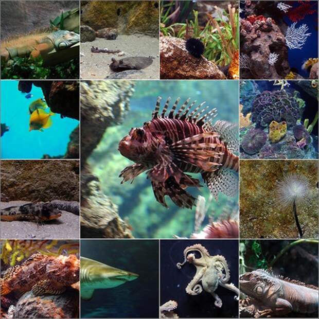 aquarium_barcelona