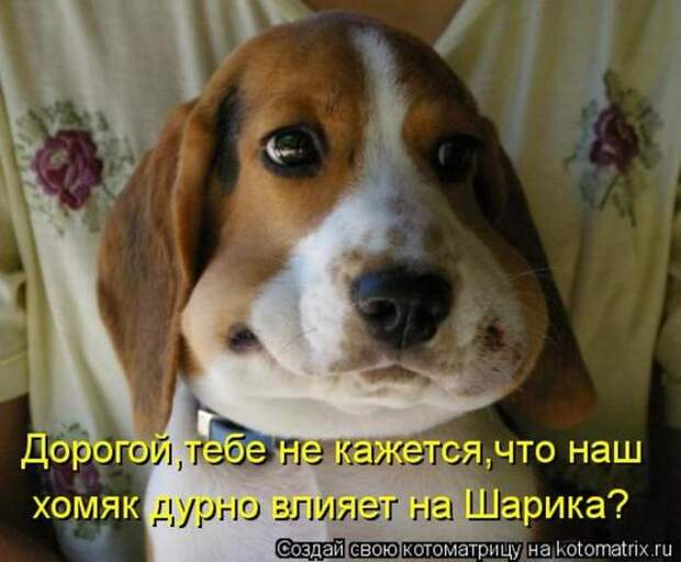 котоматрицы (50 фото)