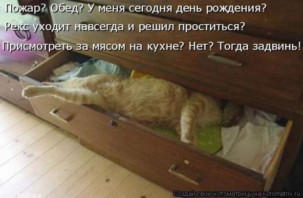 Лучшие котоматрицы недели