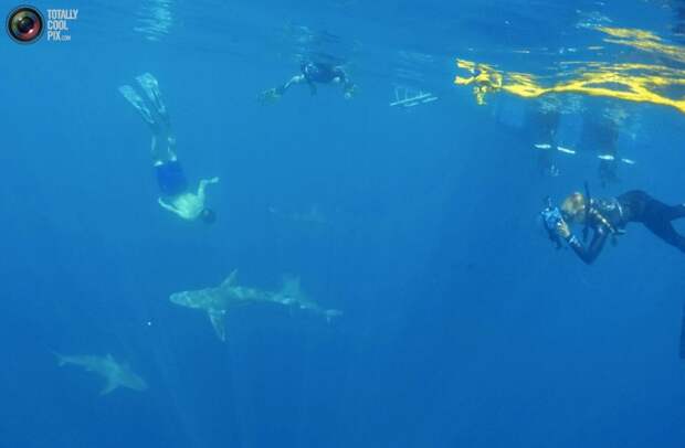 Купание с акулами на Гавайях акулы, гаваи, купание, море