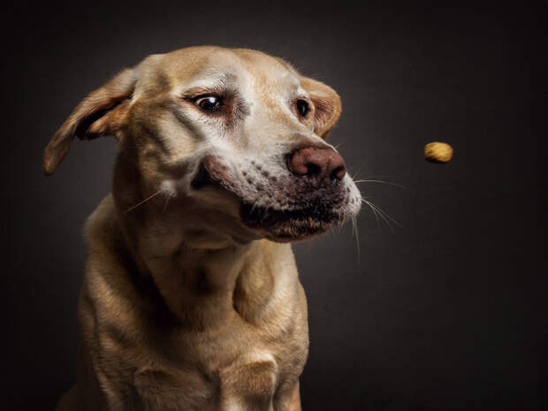 funny-dogs-catching-food-fotos-frei-schnauze-christian-vieler-6