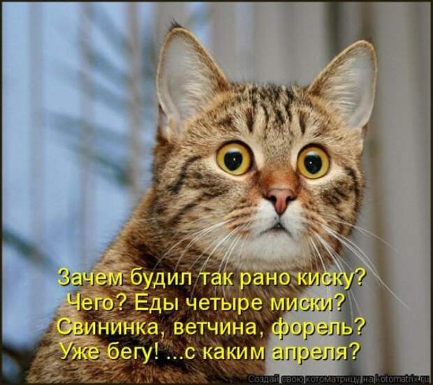 Котоматрица 26