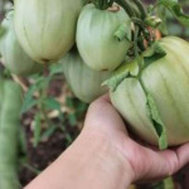 Сад — огород на 31 июля 2015 года