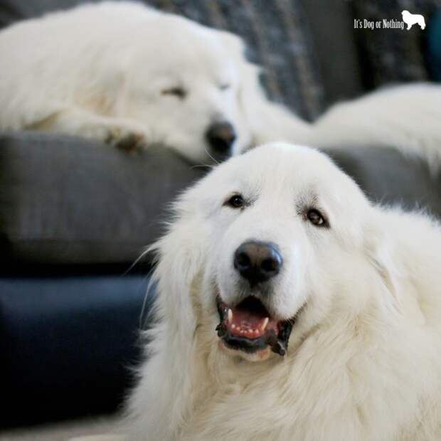Great Have you thought about adding a Great Pyrenees to your family? Here's a basic guide to determine if a pyr might be a good fit!