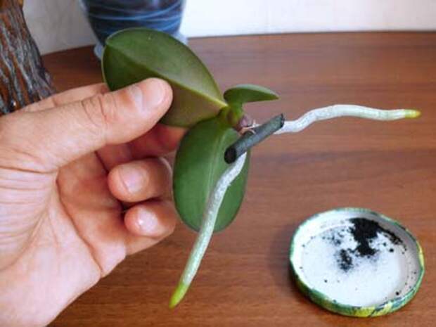 Размножение орхидеи фаленопсис детками