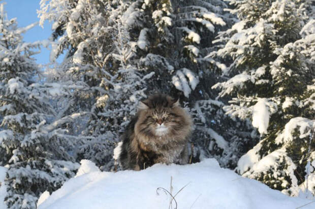 Сибирский царь котов