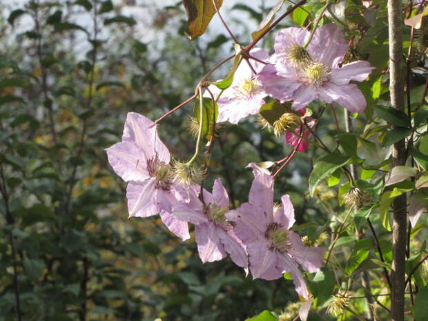 IMG_1419 (640x480, 143Kb)