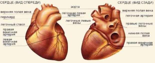 Виды сердечной. Строение сердца спереди и сзади. Сердце спереди анатомия. Сосуды сердца спереди и сзади. Сердце вид спереди с подписями.